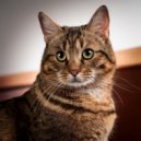 Cat Relaxing Sounds TA & Catwalk Music & Binaural Beats ASMR - The Sound of a Feline Stretch ()