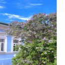 Rafahel - Ностальгия ()