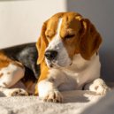 Música relajante para mascotas & Clima salvaje & Estados de ánimo binaurales - Comodidad Serena De Las Mascotas ()
