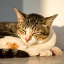 Sabor dulce & Latidos suaves & Pioneros del lo-fi profundo - Ritmos Suaves De Gato ()