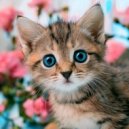 Guarida de música de gatos & Muisca Relajante & Musicoterapia para gatitos - La Suavidad Del Movimiento De Un Gato