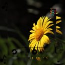 Xyphira Keltryx & Sweet planet - Xelpharyn Myntharix