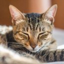 Melodas Tranquilas & Reflexiones Pacficas & Melodas Calmantes - Melodas De Gatos En Noches Suaves ()