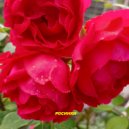 Виктория Скобелева - Росинки ()