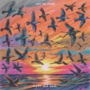 not so usual - lights and birds