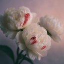 Curly People - Пионы ()