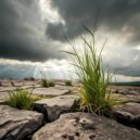 Pregol Musik - Grass on Stones ()