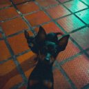 Vibe Chill - Free souls