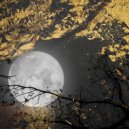 Fallen - This Night is a Magic Spell ()