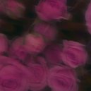 Miran - Она и розы ()