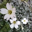 Trapeznikov music - Rays of the sun ()