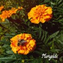 SKVRLET OCEVN - Marigolds ()