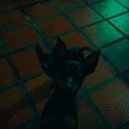 Vibe Chill & Vibe Chill - Free souls