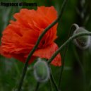 Zenith Meltdown - Fragrance of Flowers ()