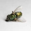 Maria Daniela Y Su Sonido Lasser & Ulises Arrieta - Mosca Muerta (Ulises Arrieta Remix)