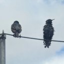 Anki - Sigh And Let Go ()