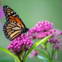 John Betts - The Butterfly (Original Mix)