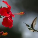 Sidatha Merkle - Distant Reverberations ()