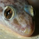 Ivna Ji & Amber Pine - Wastelands (feat. Amber Pine)