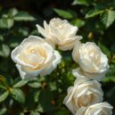 NatRii - Белые розы ()