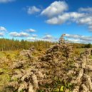 Eternal Meadows & AstroPilot - A Shape of Calm (Instrumental Version)