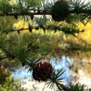 Tish\' & Eternal Meadows - In Quiet Distance (Ambient Version)