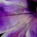 Cynthia Spiering - Endless Dreams