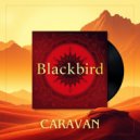 Blackbird - Caravan