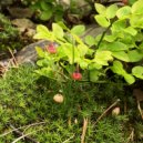 Eternal Meadows & Tish' - Minutes Fold into Green