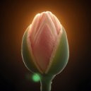 Velora Sound - Where the Ordinary Glows (Original Mix)