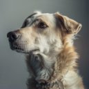 The Dog Relaxer - Mellow Lofi Puppy Vibes