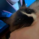 nextk!tsune & sense of remorse - metal ()