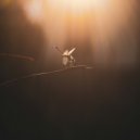 Essco - Firefly (Original Mix)