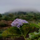 Aldi Foni - Mata Merah Karna Mabok