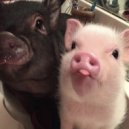 роман байор - по улицам ()