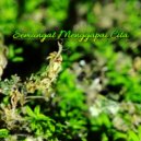 Syahrul - Semangat menggapai cita