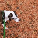 Loko Velocet - fallsoft ()