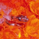 Losless - OOMM (Original Mix)