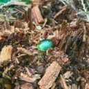 Jamison Isaak & Teen Daze - Flowers (feat. Teen Daze) ()