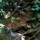 Tish' - Soft Light Along the Path — Forest Stream