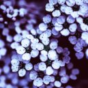 Cold Water - Sycamore ()