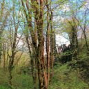 Tish\' - Under Green Canopy (Ambient Version)